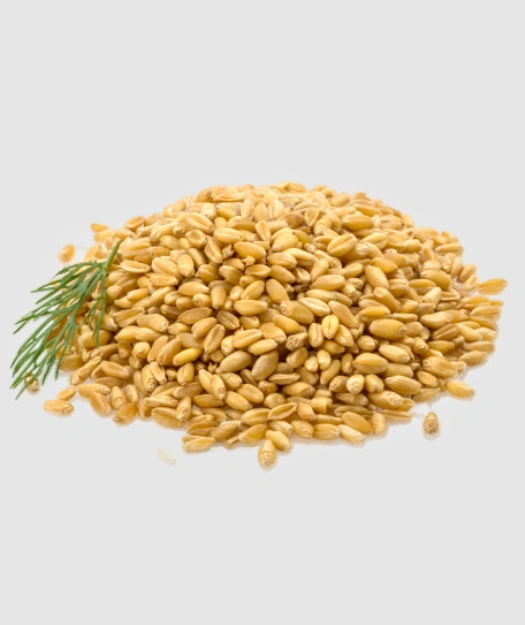 Wheat Godhumai